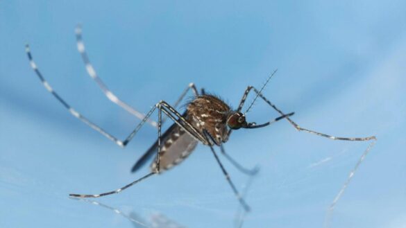 que-es-el-virus-mayaro,-una-infeccion-tropical-que-puede-provocar-dolor-durante-meses