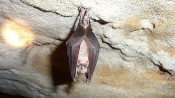 por-que-debe-preocuparnos-khosta-2,-el-nuevo-coronavirus-descubierto-en-rusia-en-murcielagos-de-herradura