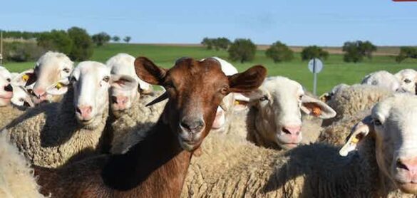 tras-mas-de-50-anos,-la-viruela-ovina-y-caprina-regresan-a-espana