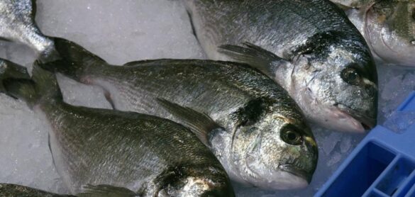 ¿cuales-son-los-pescados-mas-seguros-por-tener-menos-nivel-de-mercurio?