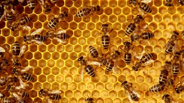 propoleo,-un-‘antibiotico-natural’-con-usos-medicos