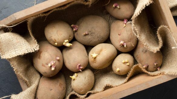 los-beneficios-de-incluir-patatas-en-la-dieta-y-como-pueden-ayudarte-a-perder-peso