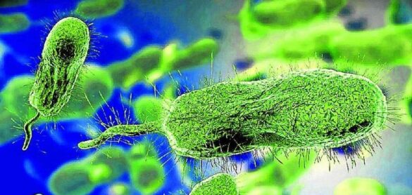las-bacterias-se-vacunan-frente-a-los-virus-y-los-virus-se-vacunan-frente-a-otros-virus