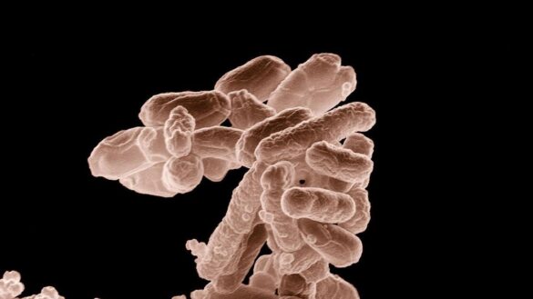 expertos-de-harvard-crean-una-‘superbacteria’-inmune-a-todos-los-virus-de-la-naturaleza