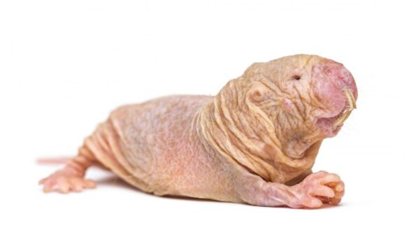 la-rata-topo-desnuda,-el-pequeno-animal-que-no-envejece-y-que-podria-guardar-las-claves-para-curar-el-cancer
