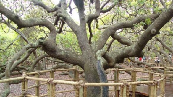 el-fruto-seco-que-ayuda-a-adelgazar,-previene-el-infarto-al-corazon-y-reduce-el-colesterol-malo