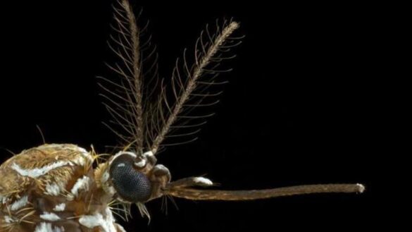 cerebro-de-mosquito,-¿de-verdad-es-un-insulto?