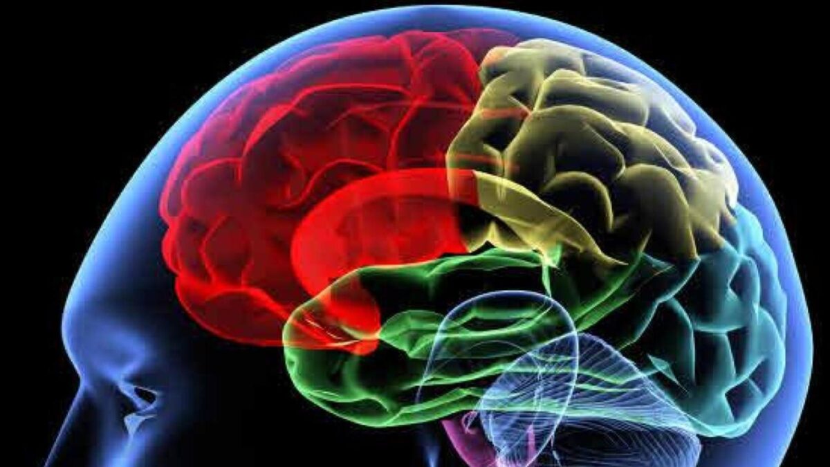 ¿Se puede trasplantar el cerebro?