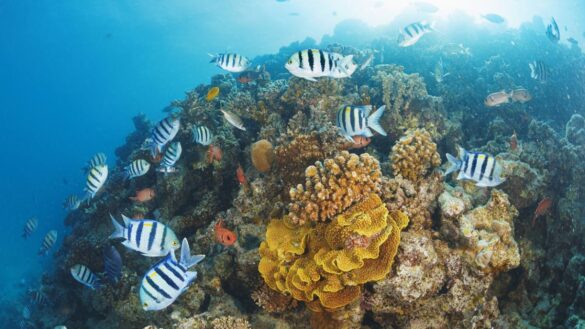 colageno-marino-hidrolizado:-el-suplemento-mas-vendido-de-amazon-que-ayuda-a-tus-huesos-y-sus-posibles-efectos-secundarios