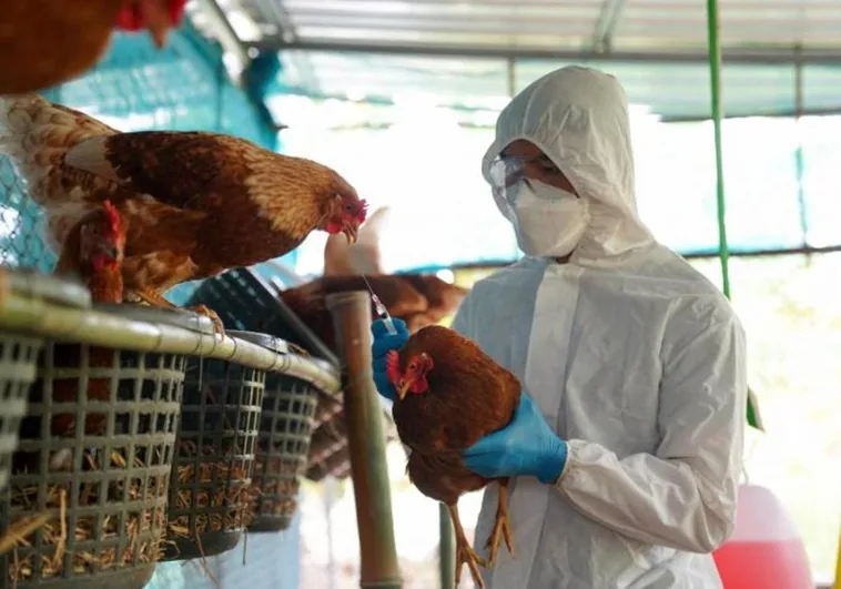 la-oms-registra-en-mexico-la-primera-muerte-humana-por-gripe-aviar-en-el-mundo
