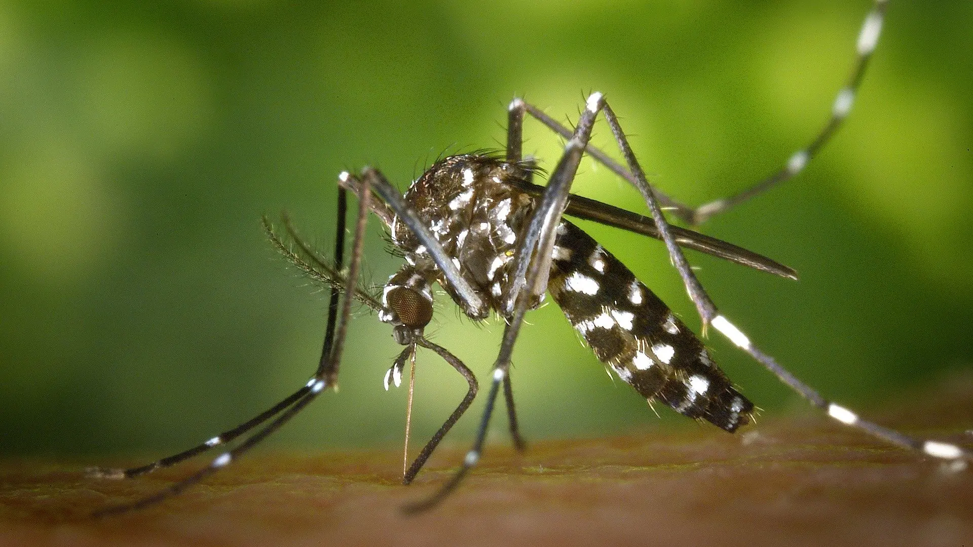 fiebre-del-oropouche,-una-infeccion-tropical-transmitida-por-mosquitos-de-la-que-advierte-la-oms