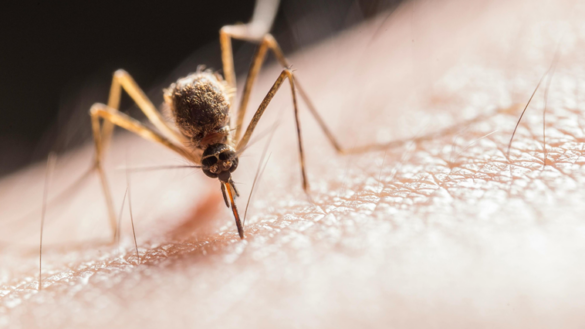 dos-nuevas-muertes-elevan-a-cinco-los-fallecimientos-por-el-virus-del-nilo-en-sevilla