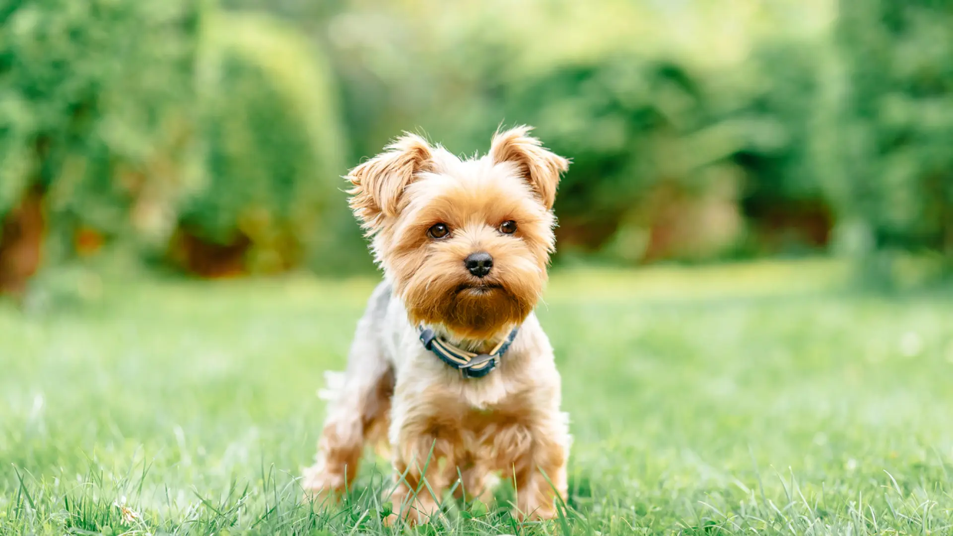 'agresion-adorable':-este-es-el-motivo-psicologico-por-el-que-sentimos-ganas-de-estrujar-las-cosas-monas