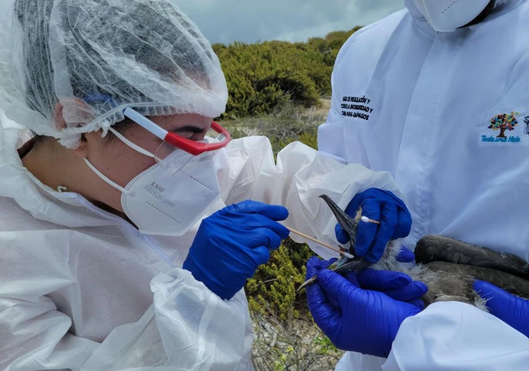 emergencia-en-california-ante-la-extension-de-un-brote-de-gripe-aviar
