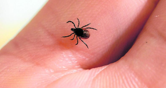 descubierto-en-china-un-nuevo-virus-patogeno-para-los-humanos